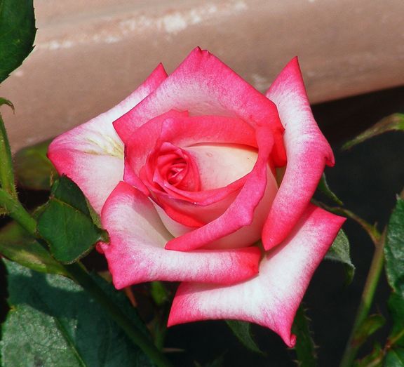 Magic Show photo ms2013_06240036_zpsbbdb46b1.jpg